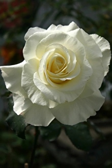 Red Roses Drucke: Roses