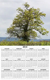 Baumkalender-Poster 2019