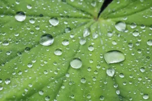 Wassertröpfchen auf Blatt - Deutschland, Bayern, Oberbayern München Westpark