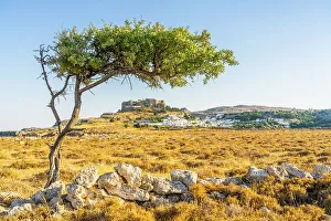 Lindos Acropolis Drucke: The Acropolis of Lindos viewed through an olive tree, Lindos, Dodecanese Islands, Greece