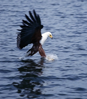 African Fish Eagle Drucke: An African fish eagle