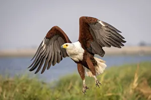 Chobe River Wildlife Drucke: African Fish Eagle, Chobe River, Chobe National Park, Botswana