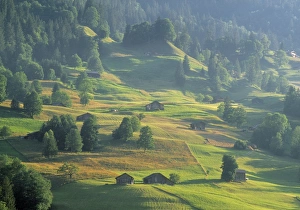 Europe Mountain Views Drucke: Alpine Meadow