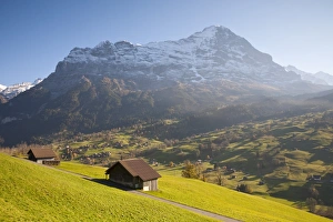 Eiger Mountain Switzerland Drucke: Alpine Meadow, Eiger & Grindelwald, Berner Oberland, Switzerland