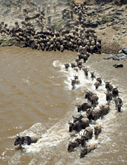 Wildebeest River Crossing Drucke: During the annual migration of up to 1
