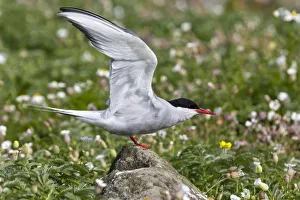 Arctic Tern Habitat Drucke: Artic tern on the cliff, Isle of Lunga, Treshnish Isles, Scotland, Europe