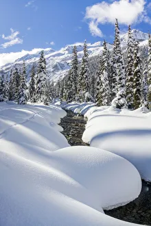 North American Mountain Scenery Drucke: Asulkan valley after a winter snowfall. Roger pass, British Columbia, Canada