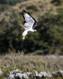 Bale Mountains Wildlife Drucke: An augur buzzard