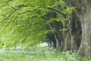 Dorset Landscape Photography Drucke: Avenue of beech (fagus sylvatica) in spring, Kingston Lacy, Wimborne, Dorset, England