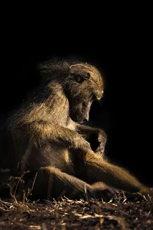 Papio Ursinus Species Drucke: Baboon, Chobe River, Botswana