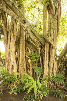 Mauritius Island Drucke: Banyan tree, Trou D eau Douce, Flacq, East Coast, Mauritius