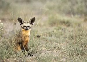 Kalahari Desert Animals Drucke: Bat Eared Fox, Deception Valley, Central Kalahari Game Reserve, Kalahari Desert, Botswana