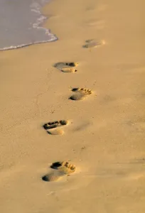 Drucke von Fußabdrücke im Sand, Tropenstrand, Malediven Malediven Drucke: Fußspuren im Sand.