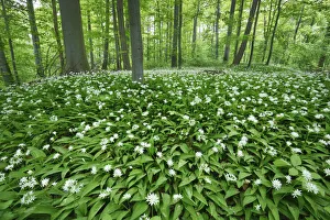 Allium Ursinum Europe Drucke: Bear garlic in beech forest - Germany, Lower Saxony, Gottingen - Gottinger Stadtwald