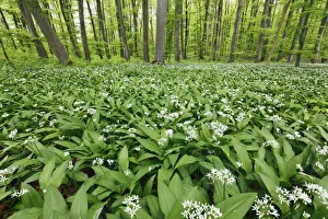Bärenknoblauch im Laubwald der Buche - Deutschland, Baden-Württemberg, Tübingen und Umgebung