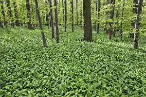 Beech Tree Landscape Drucke: Beech forest with bear garlic - Germany, Baden-Wurttemberg, Stuttgart, Esslingen