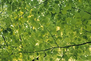 Fagus Sylvatica Pictures Drucke: Beech Leaves