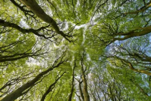 Great Britain Nature Images Drucke: Beech Tree Canopy Pattern, Win Green Hill, Wiltshire, England