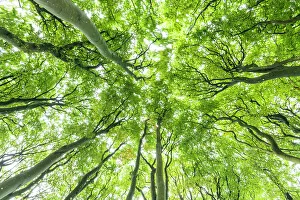 Wiltshire Landscape Photography Drucke: Beech Tree Canopy, Win Green Hill, Wiltshire, England