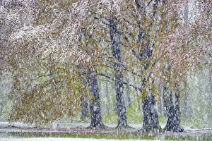 German Deciduous Trees Drucke: Beech tree with freshly fallen snowflakes in spring, Saxony, Germany, Europe