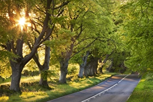 Bilder Datiert 2012: Straße mit Buchenreihen im Abendsonnenschein, Wimborne, Dorset, England. Frühling