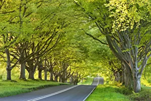 British Travel Destinations Drucke: Beech tree lined road in springtime, Nr Wimborne, Dorset, England. Spring