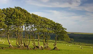 Exmoor National Park Drucke: Beech trees growing in an old hedgerow, Exmoor National Park, Devon, England. Spring