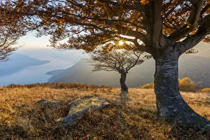 Lombardy Travel Destination Drucke: Beech trees at sunset with Lake Como on the background. Alto Lario, Como, Lombardy