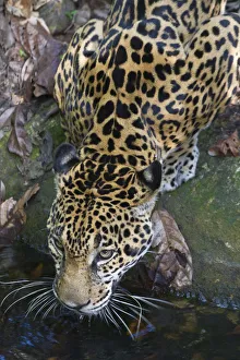 Central American Wildlife Photos Drucke: Belize, Jaguar