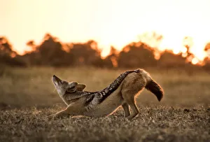African Carnivores Drucke: A Black-backed Jackal stretching, Okavango Delta, Botswana