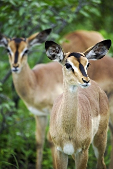 Southern Africa Wildlife Drucke: Black Faced Impala