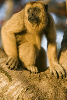Black Howler Monkey Drucke: Black Howler Monkey climbing a tree on the working