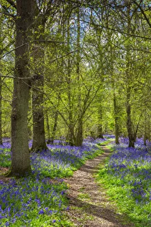 Surrey Drucke: Blumenwälder Blauvögel in Sürrrey England Vereinigtes Königreich