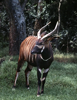 Endangered Species In Kenya Drucke: A Bongo bull in a forest clearing