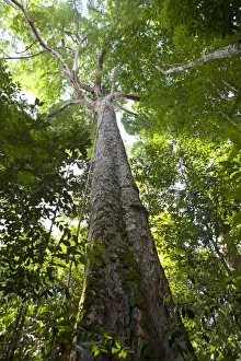 Manaus Drucke: Brasilien, Amazonas, Bundesstaat Amazonas