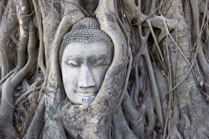 Ayutthaya Historical Site Drucke: Buddha head