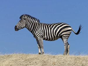 Striped Equine Mammals Drucke: A Burchells zebra