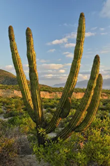 Central America Nature Images Drucke: A Cactus in the desert outside La Ventanaz, Baja California, Mexico