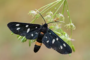 Callophrys rubi, Grünlibellen Rubin , Casareggio in der Region Ligurien Italien