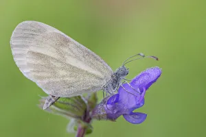 Callophrys rubi, Grünkäfer Rubinrübe , Casareggio ist in der Region Ligurien Italien zu finden