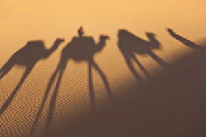 Peter Adams Photography Drucke: Camel train shadows, Erg Chebbi, Sahara Desert, Morocco
