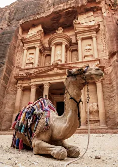 Es gibt einen Kamel vor dem Nationalmuseum von Petra und der Regierungsgrenze Jordaniens