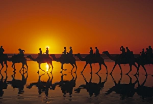 Western Australia Travel Guide Drucke: Camel Trekking