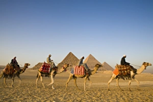 Camels In Egypt Drucke: Camels at the Pyramids