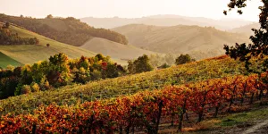 Emilia Romagna Travel Destinations Drucke: Castelvetro di Modena, Emilia Romagna, Italy. Autumn landscape with colorful vineyards