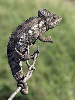 Bilder Datiert 2007 Mai: Ein Chameleont