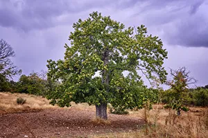 Western Europe Nature Escapes Drucke: Chestnut tree. Vila Cha da Braciosa, Tras os Montes. Portugal