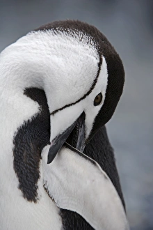 Chinstrap Penguin Drucke: Chinstrap Penguin