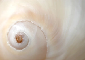 Seashell Images Drucke: A close up of a shell