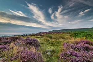 Cloudy Day In England Drucke: Cloudscape over Heather in Bloom, Ilkley Moor, West Yorkshire, England